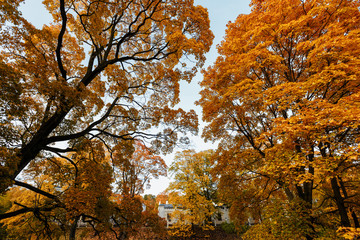 Beautiful autumn landscape with yellow trees and sun. Falling leaves natural background