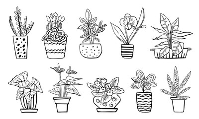 Houseplants in flowerpots. Vector hand drawn outline black and white sketch illustration isolated on white background