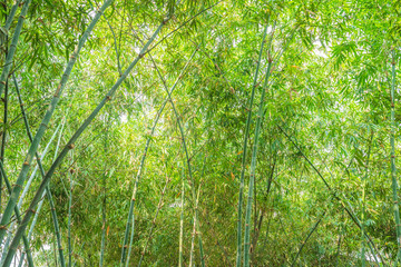 Bamboo forest with sunlight