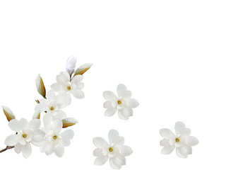 Obraz premium White magnolia flower isolated on white background.
