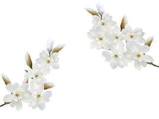 Fototapeta na wymiar White magnolia flower isolated on white background.