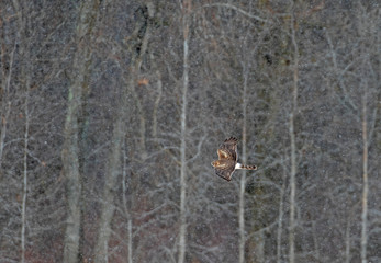 Northern Harrier (Circus cyaneus) flying over a snow covered field in search of prey in Canada