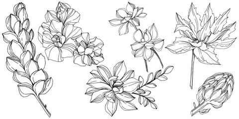 Vector Jungle botanical succulent flower. Black and white engraved ink art. Isolated succulents illustration element.