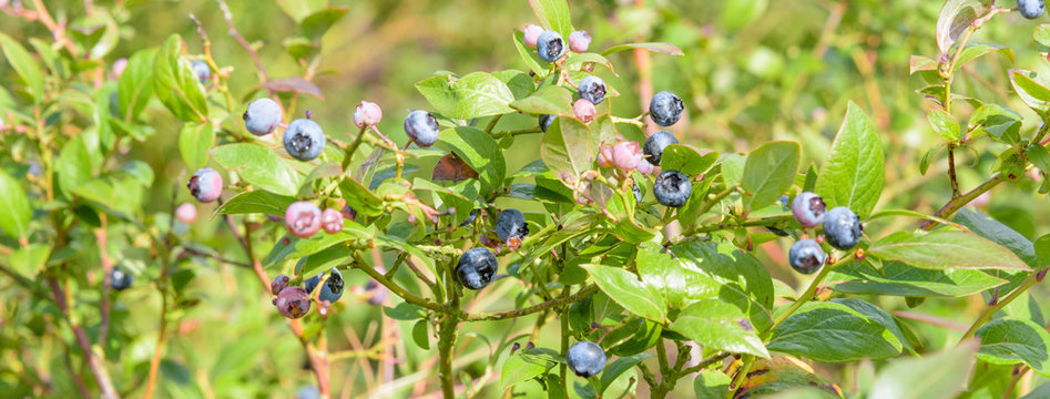 Blueberries growing in green leaves