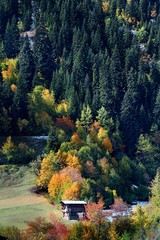 Fototapeta na wymiar Colorful Trees in Autumn Season. artvin/savsat