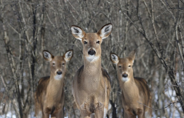 Fototapeta premium herd of deer in forest during winter