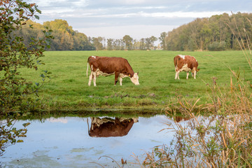 Cow grazing alongside a canal in a green meadow