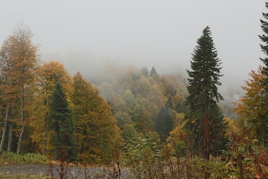 forest in autumn © Ksenia