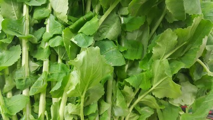 Close up view of lush green leaves of spinach vegetables. Vegetable background.