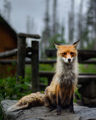 fox in the wild , fox portrait