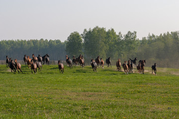 Horses on a first day of spring