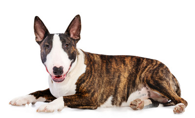Bullterrier Dog  Isolated  on white Background in studio