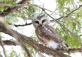 Saw-whet owl roosting in a cedar tree in winter in Canada 