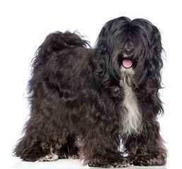 Tibetan Terrier  Dog  Isolated  on White Background in studio