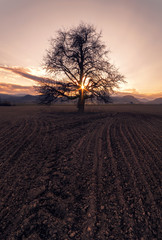 tree at sunset 