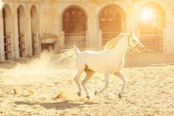 Pure-bred white Arabian horse runs at sunset light in a paddock. The traditional stable is part of...