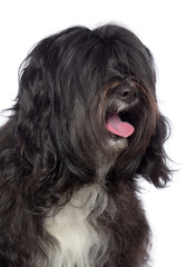 Tibetan Terrier  Dog  Isolated  on White Background in studio