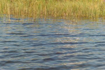 Reed in a lake. Waves and glare on the surface of the  water of the lake. Close-up