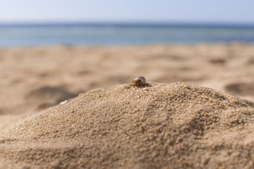 Hermit crab climbing up a sand hill on the top at a wite beach coastline in a relaxing photography