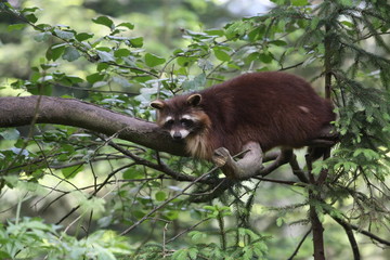 waschbär