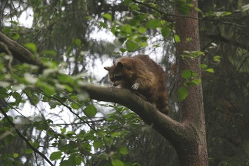 waschbär