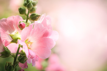 Closeup view of pink flower under sunlight in summer on blurred background. For nature background and fresh wallpaper