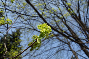 Blossoming branch of Norway maple against blue sky