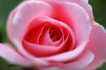 一輪のピンクのバラの花