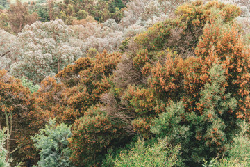 Aerial view of a forest with different types of trees