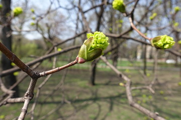 Mixed bud on branch of Norway maple in spring