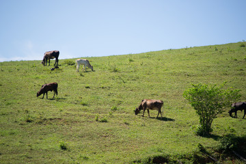 Some big cows pasture peacefully on a hill in the Espirito Santo a state of Brazil