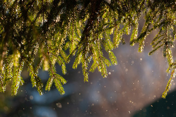 The fir tree branches and needles in sparkling falling snow on bokeh background