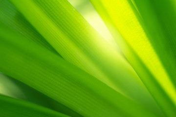 Green nature background. Closeup green leaf for natural and freshness wallpaper concept