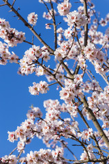 almond flowers blue  sky spring  season buds bees