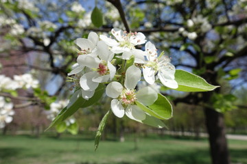 Five petaled white flowers of pear in spring