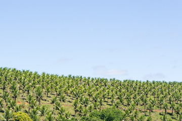 Fototapeta na wymiar Countryside landscape in Espirito Santo state in Brazil. Farmlands with many beautiful palm trees
