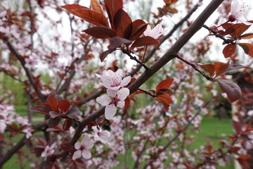 Branch of Prunus pissardii with pink flowers and red leaves
