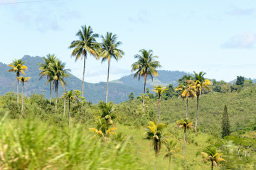 Naklejka premium Brazilian atlantic forest landscape in the Espirito Santo state during a road trip, palm trees everywhere