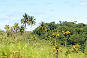 Fototapeta na wymiar Brazilian atlantic forest landscape in the Espirito Santo state during a road trip, palm trees everywhere