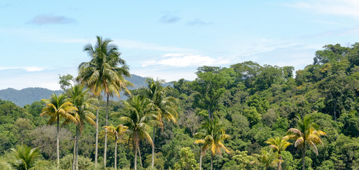 Fototapeta na wymiar Brazilian atlantic forest landscape in the Espirito Santo state during a road trip, palm trees everywhere