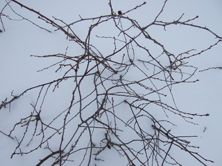 Winter. Twigs of plants under the snow.