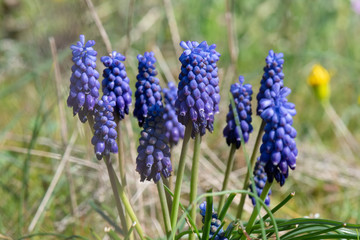 Arap sümbülü (Muscari), Hyacinthaceae