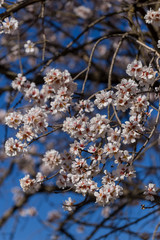 almond flowers blue  sky spring  season buds bees