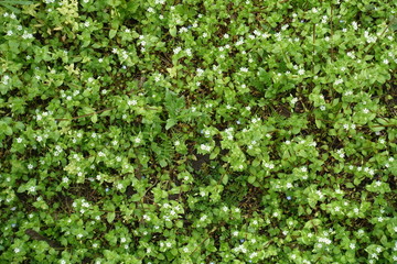 Fototapeta premium Little white flowers of chickweed and blue flowers of speedwell in spring
