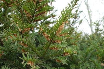 Light brown male cones on branch of yew in spring