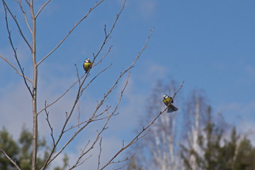 Couple of birds on a tree