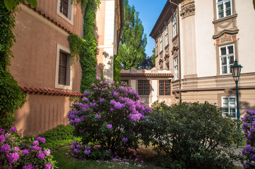 Fototapeta na wymiar Blooming Rhododendrons in Kolowrat Garden near historical buildings