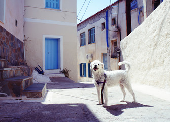A white dog with a leach on the narrow street of Greece with residencial traditional houses on a summer sunny afternoon. Lifestyle travelling concept. 