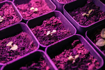 Seedlings grow under the light of fitolamp
