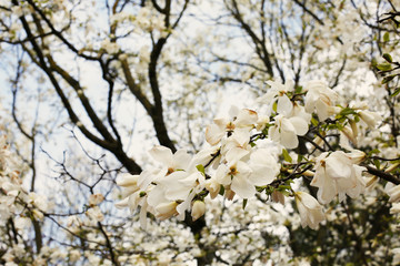 Beautiful blooming white magnolia trees in Riga city park, Latvia. European flora.